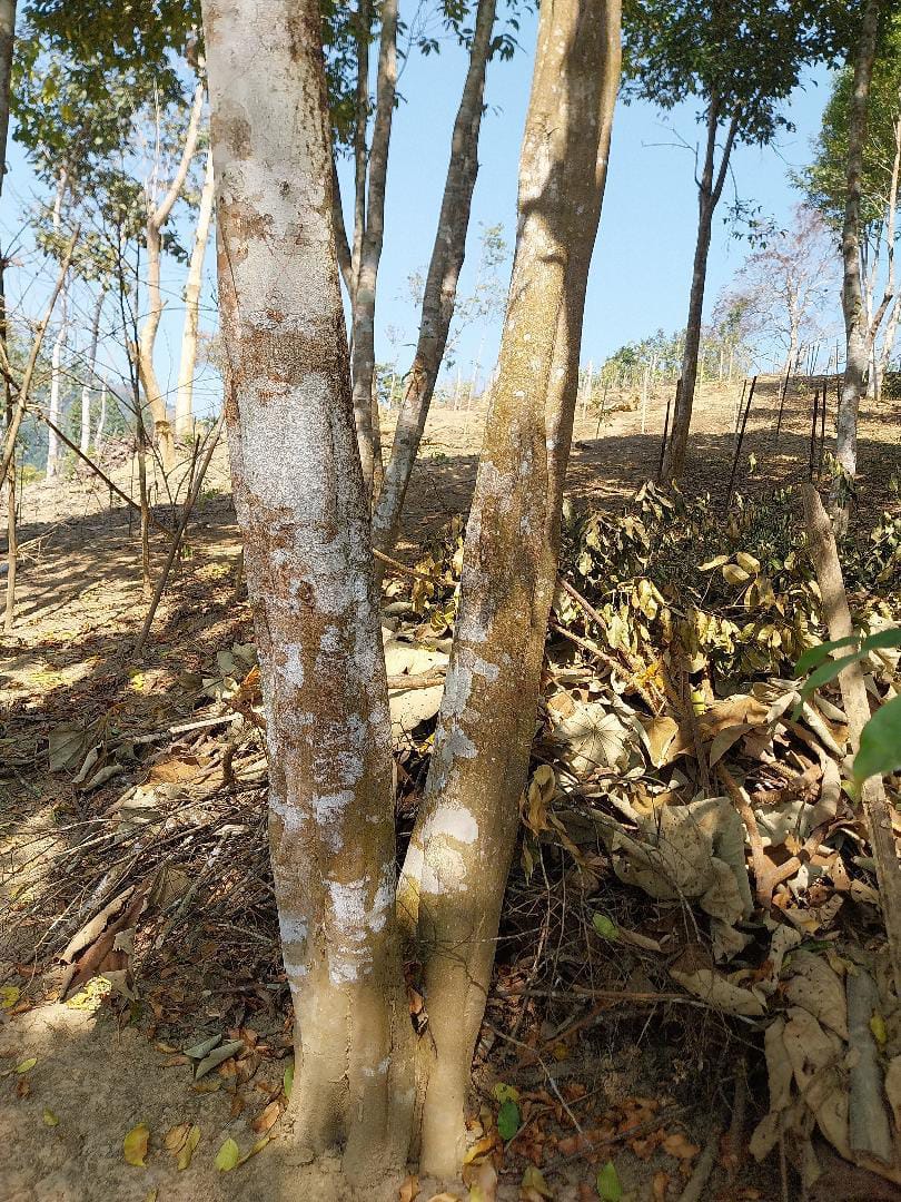 Agarwood Tree