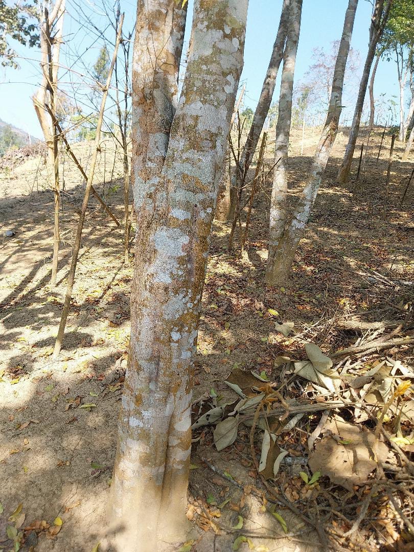 Agarwood Forest